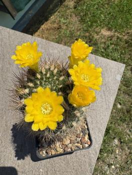 Weingartia spec.